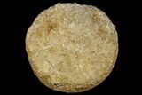 Silurain Fossil Sponge (Astraeospongia) - Tennessee #174239-1